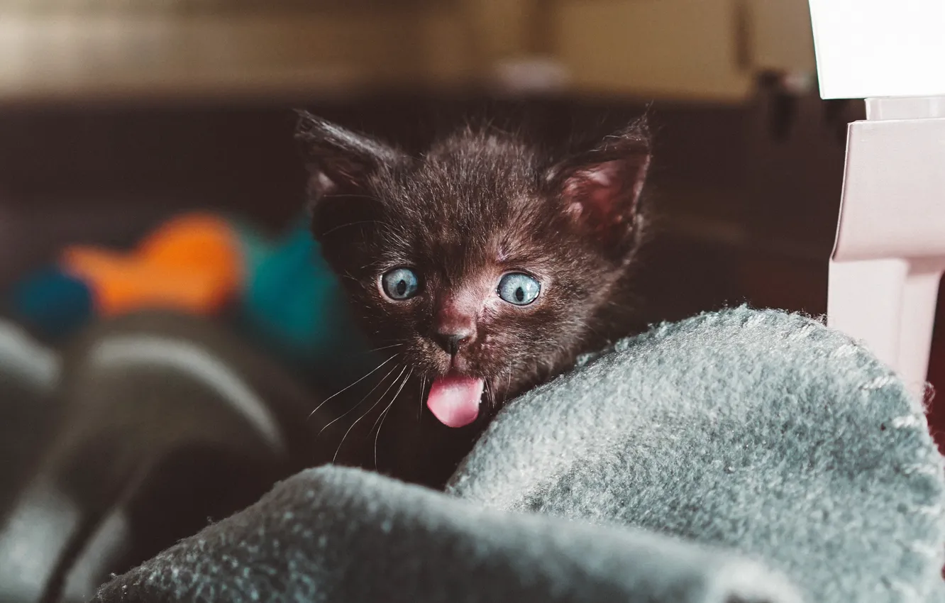 Photo wallpaper language, cat, the dark background, kitty, black, baby, muzzle, blanket