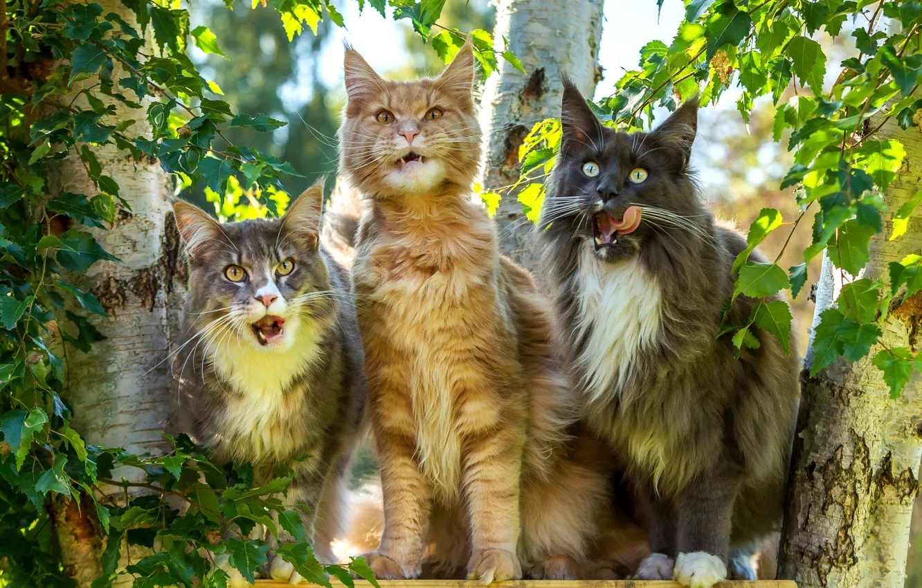 Photo wallpaper language, cat, cat, look, light, trees, branches, nature