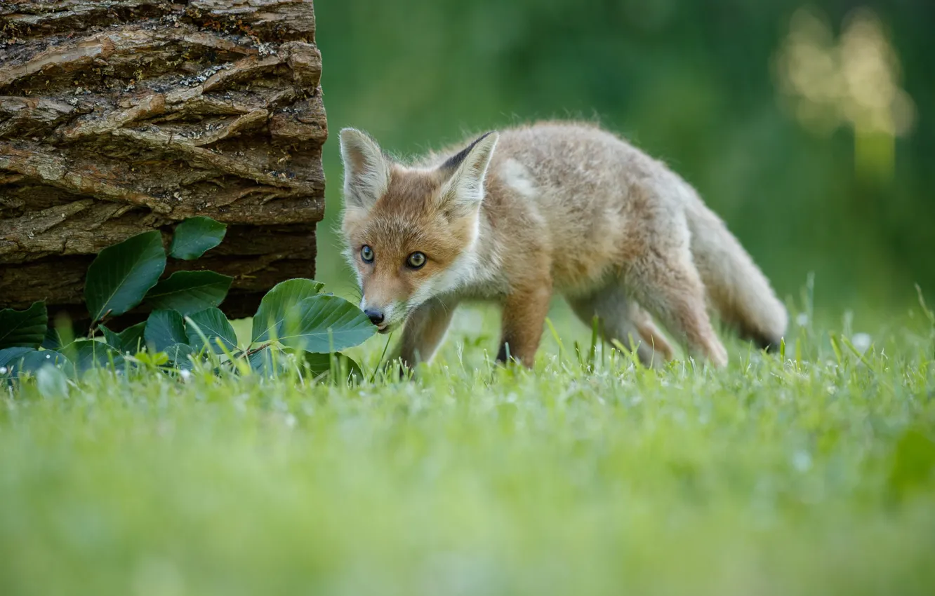 Photo wallpaper grass, look, leaves, glade, Fox, walk, log, cub