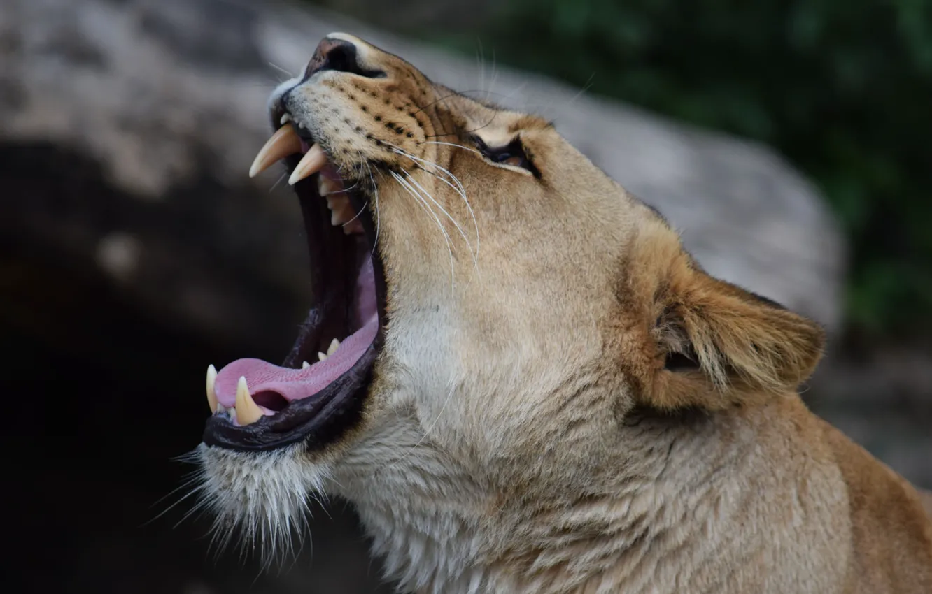 Photo wallpaper mouth, fangs, lioness