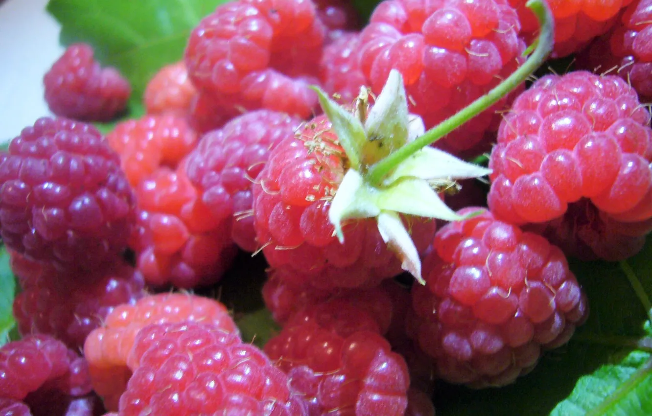Photo wallpaper berries, harvest, Raspberry