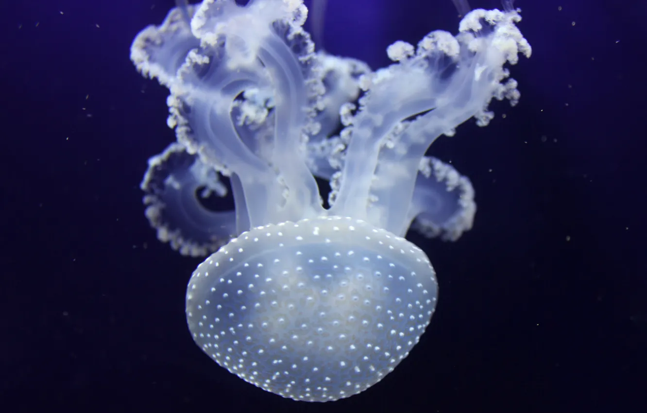 Photo wallpaper sea, the ocean, jellyfish