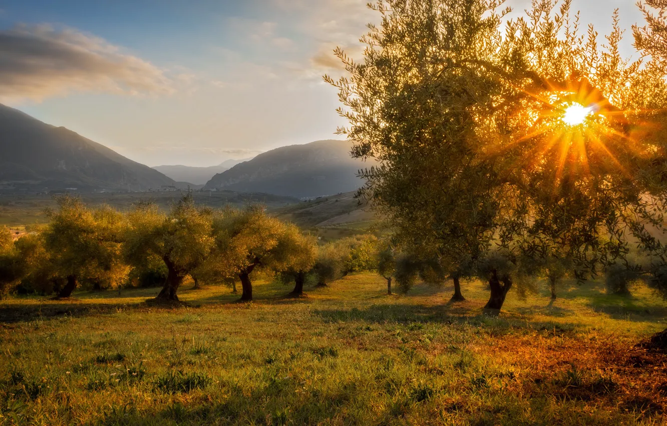 Photo wallpaper field, autumn, grass, the sun, clouds, rays, light, trees