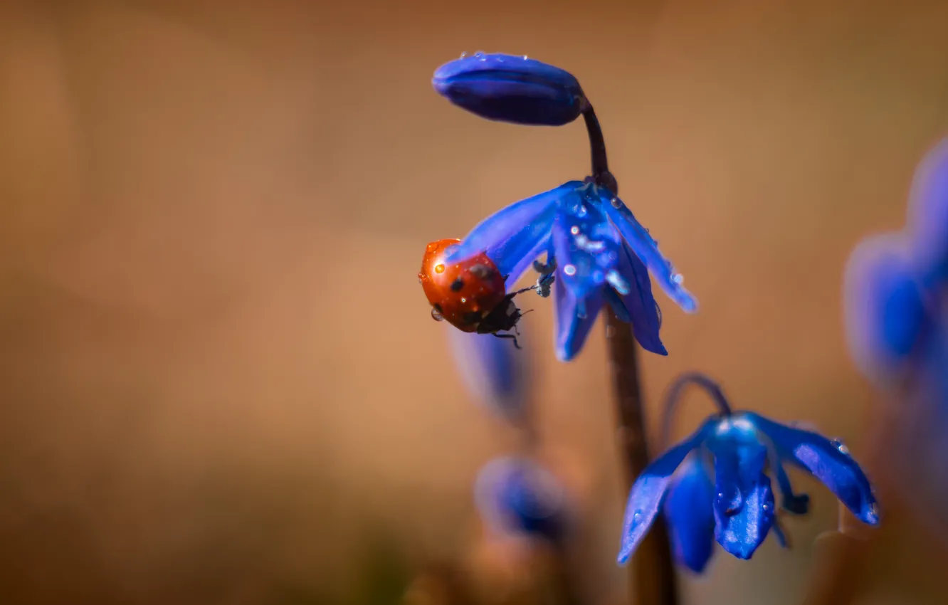 Photo wallpaper flower, water, drops, macro, nature, ladybug, beetle, Pavel Trefilov