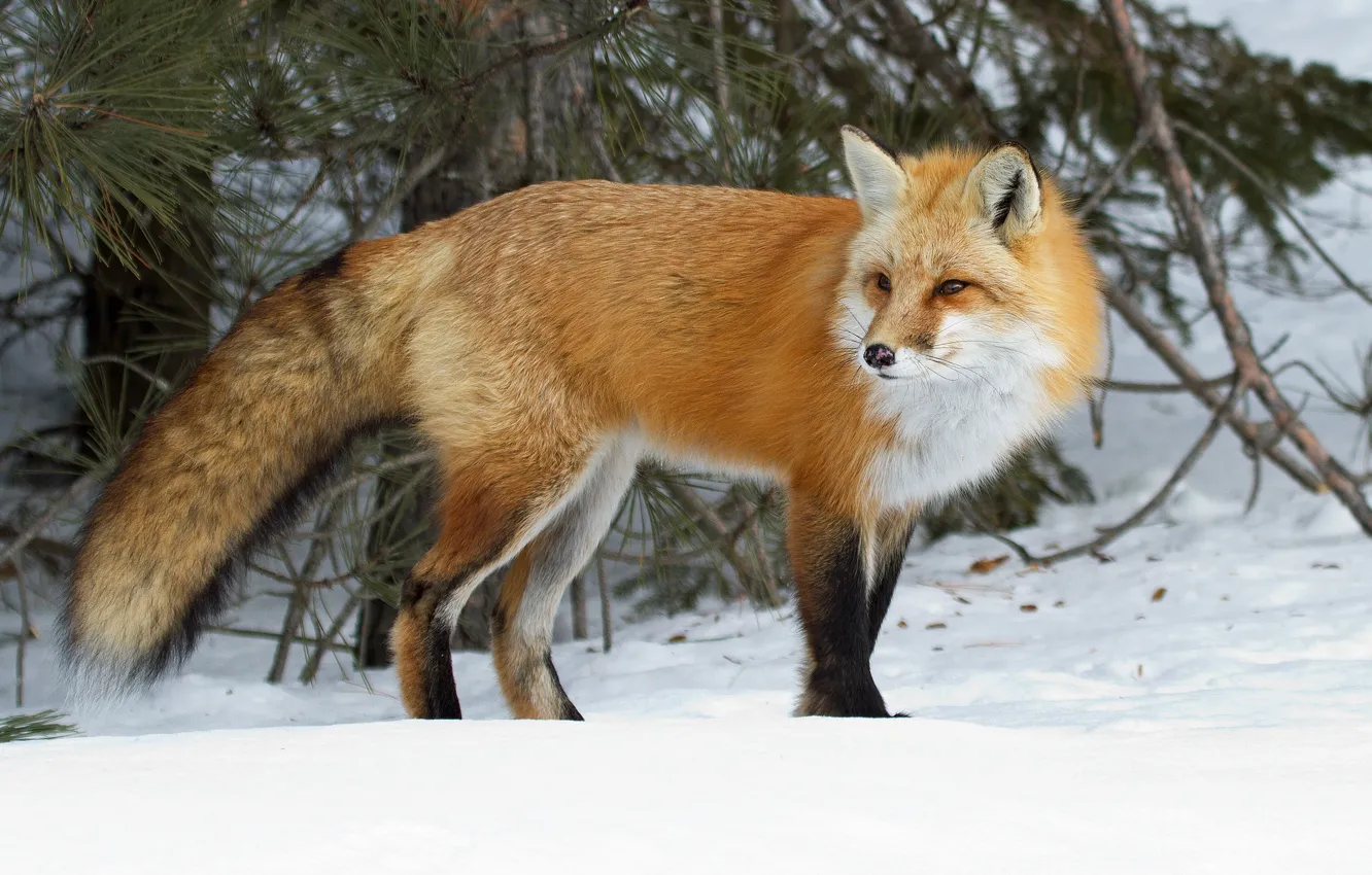 Photo wallpaper snow, red, Fox
