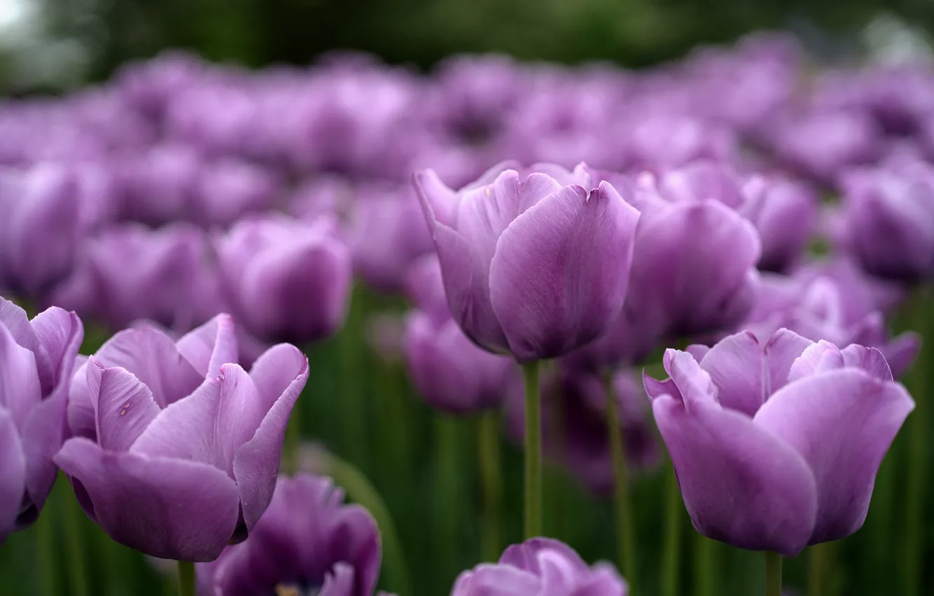 Photo wallpaper purple, tulips, buds, lilac