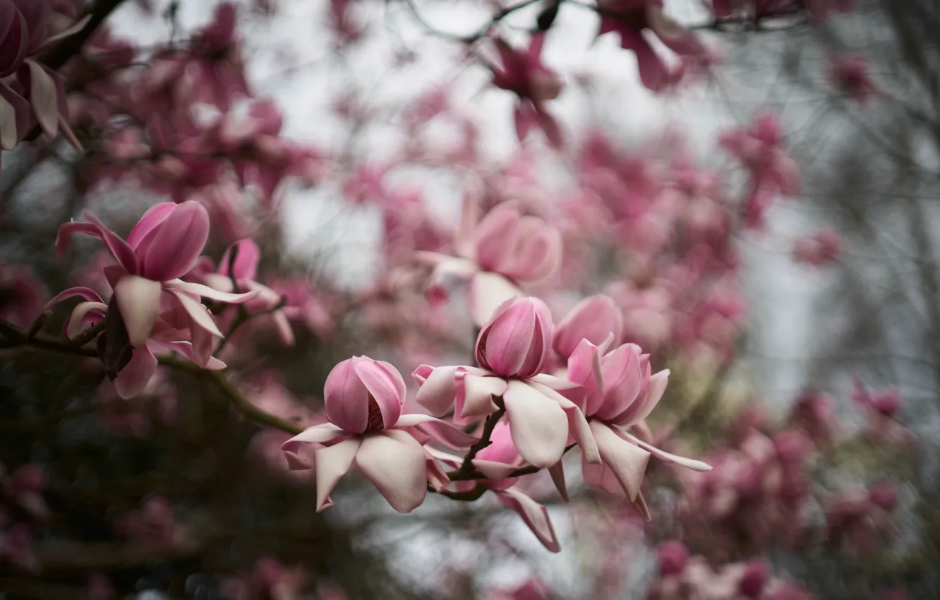 Photo wallpaper flowers, branches, background, blur, spring, pink, flowering, a lot