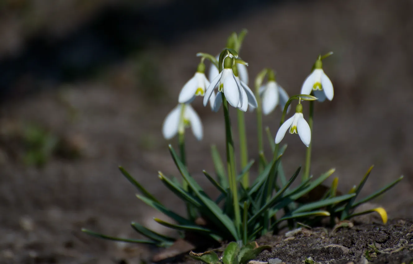 Photo wallpaper flowers, spring, snowdrops, Galanthus