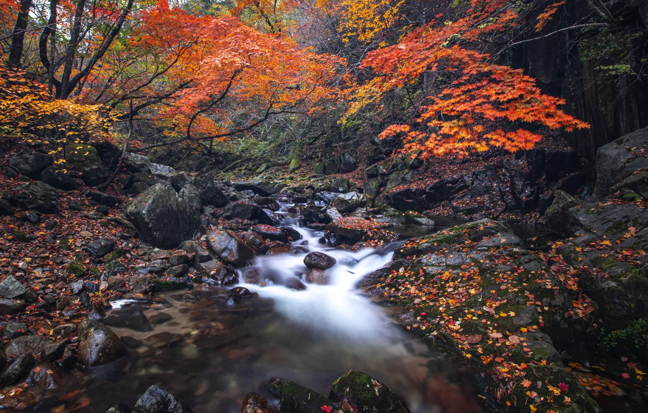 Photo wallpaper autumn, forest, stream, stones, shore, foliage, waterfall, river