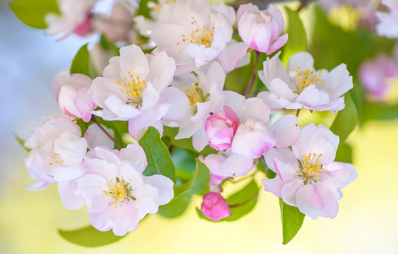 Photo wallpaper macro, branches, spring, Apple