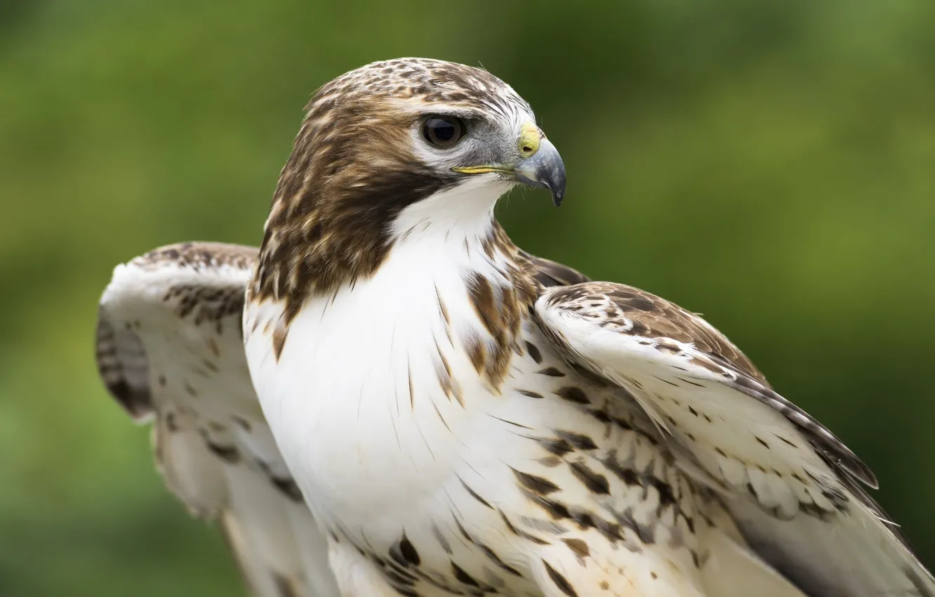 Photo wallpaper predator, beak, hawk, tail