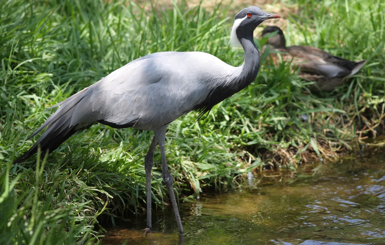 Photo wallpaper grass, river, shore, Demoiselle