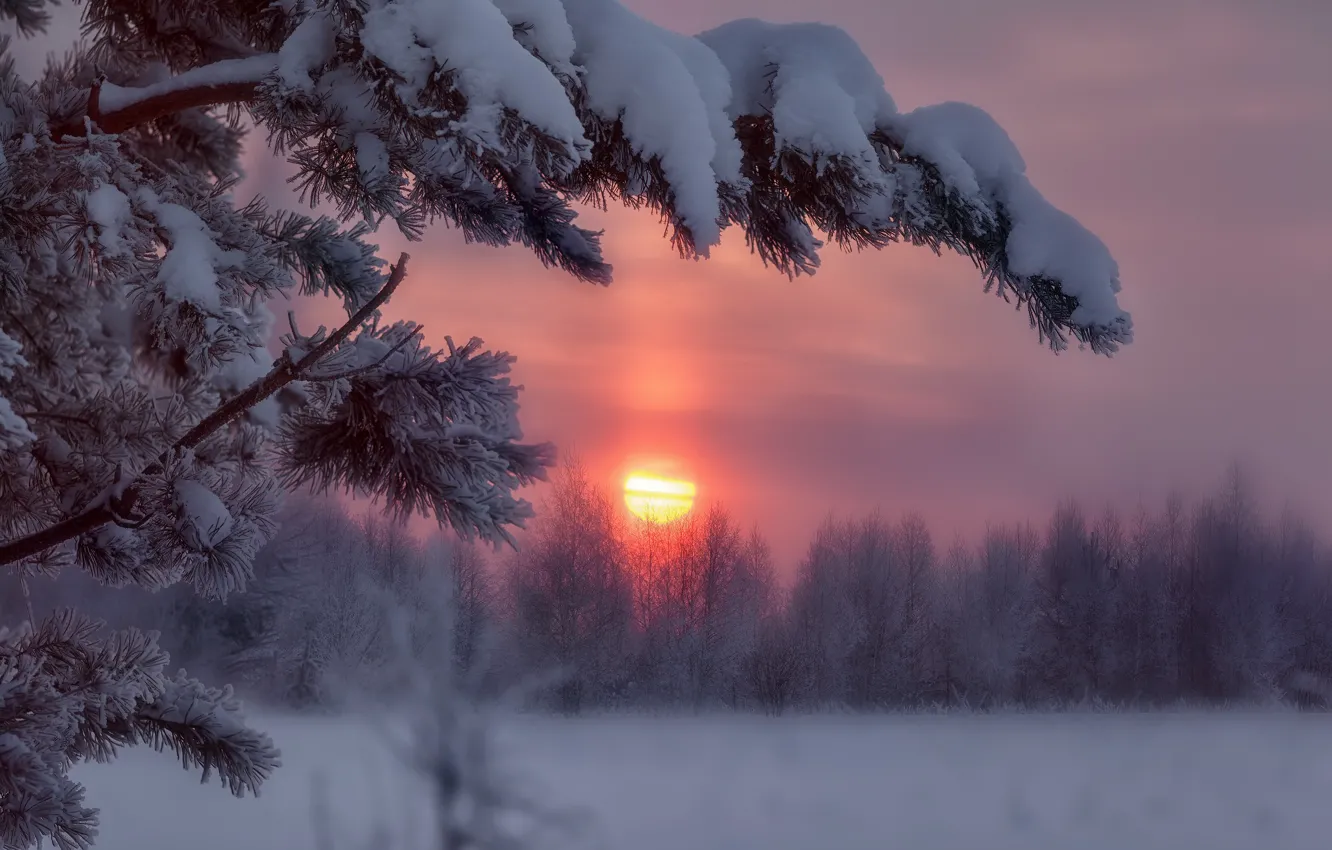 Photo wallpaper winter, snow, trees, sunset, branches, frost, Alexey Nikitin