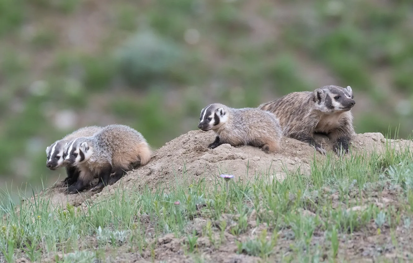 Photo wallpaper cub, mom, badger, American badger, badgers