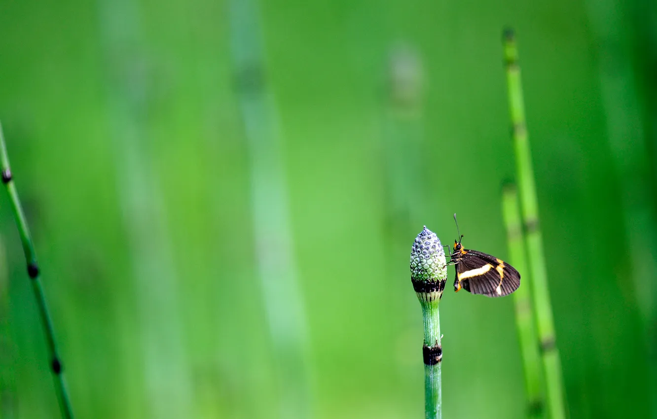 Photo wallpaper grass, background, butterfly