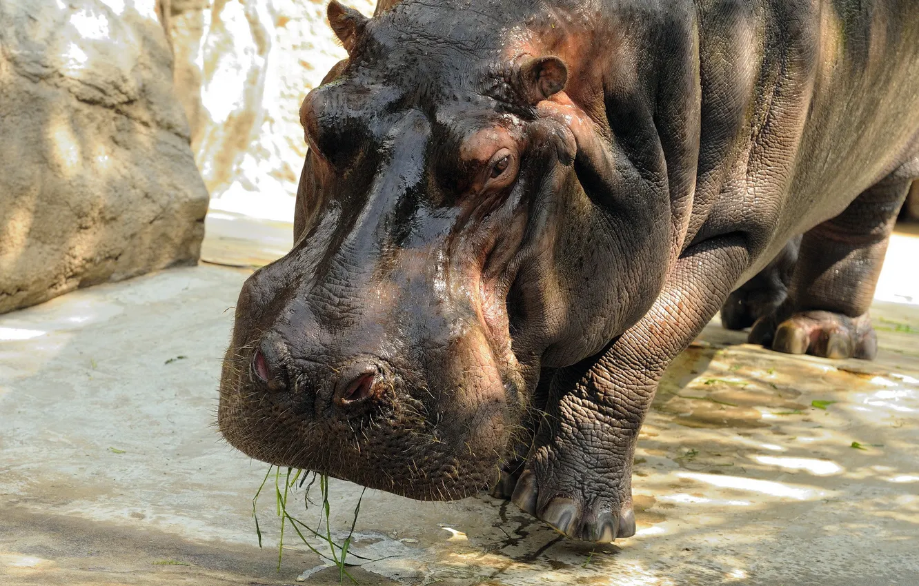 Photo wallpaper background, Hippo, zoo