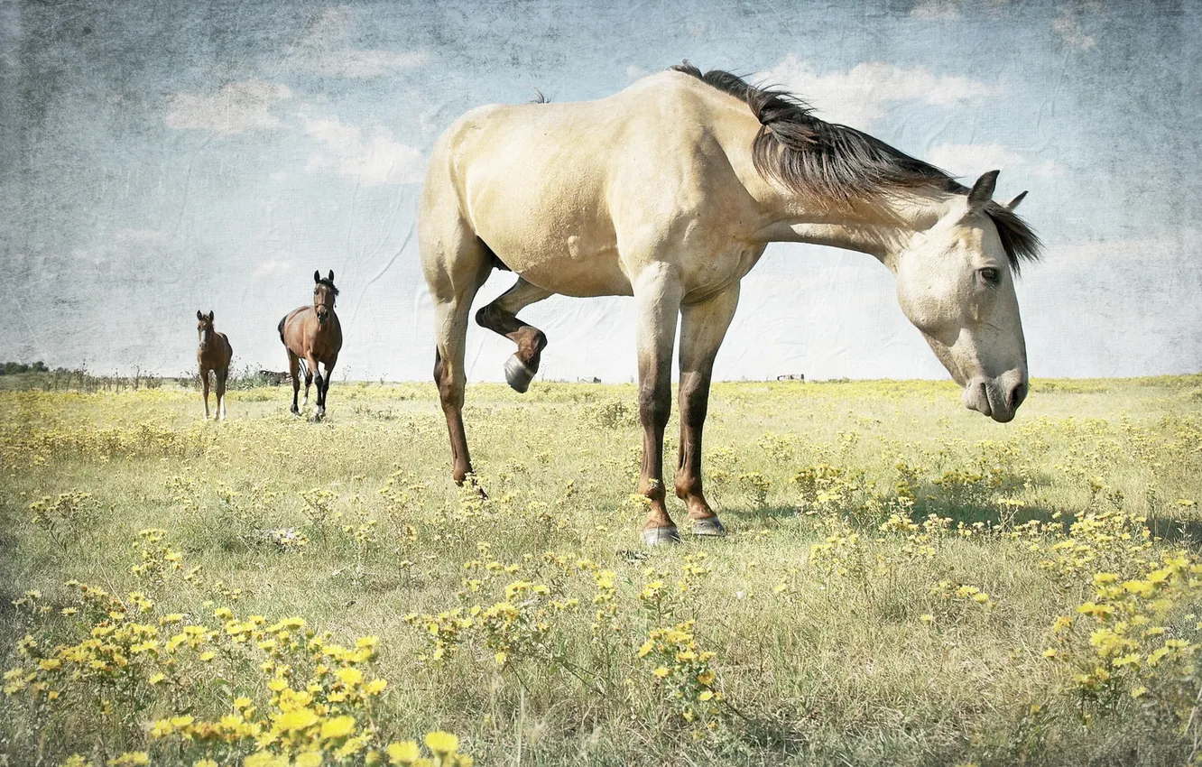 Photo wallpaper nature, background, horses