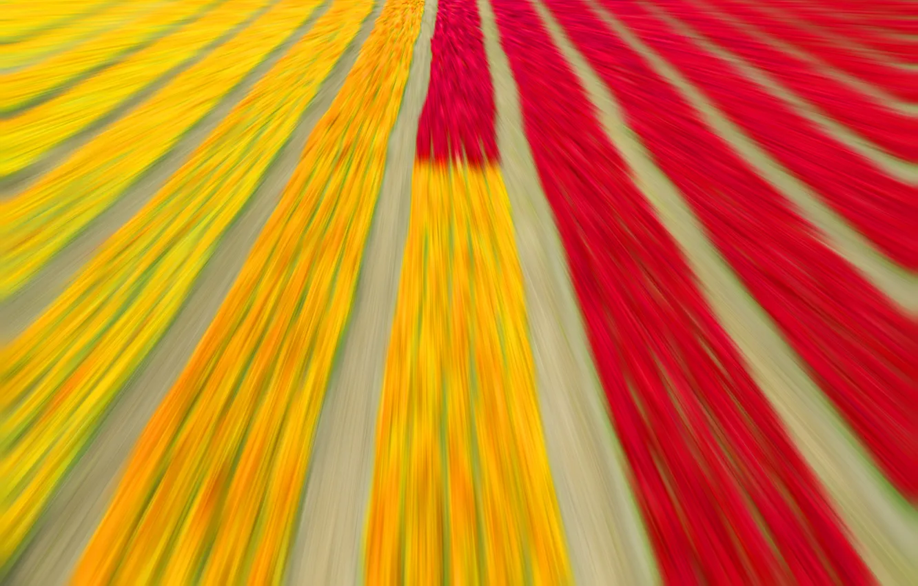 Photo wallpaper field, texture, tulips, plantation