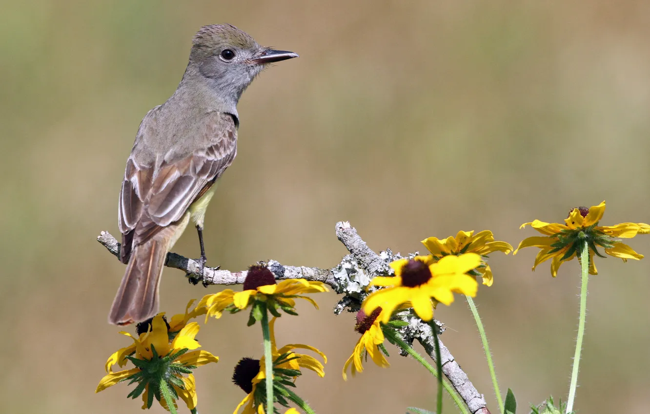 Photo wallpaper flowers, background, bird, branch, yellow, rudbeckia