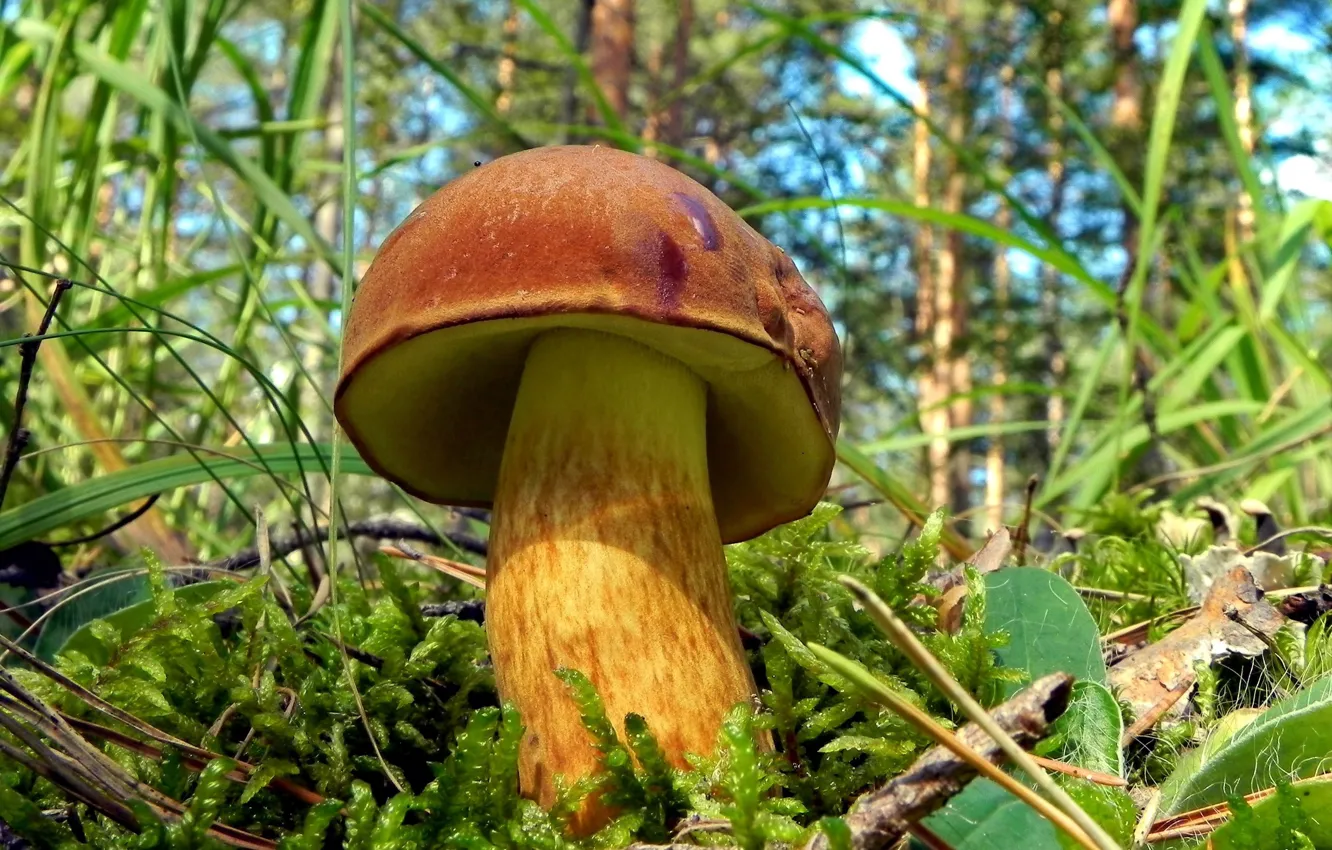 Photo wallpaper greens, forest, nature, mushrooms, Polish mushroom