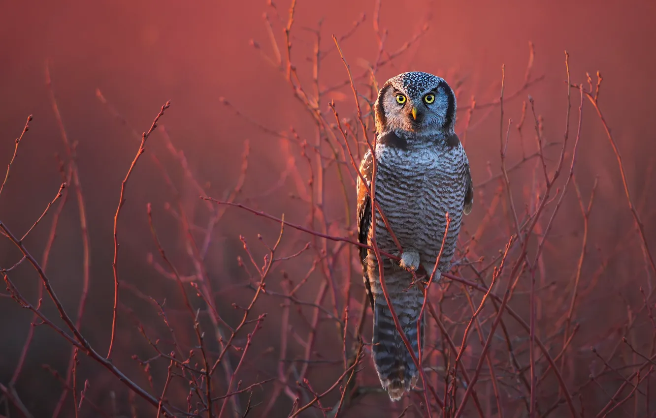 Photo wallpaper branches, owl, bird, Hawk owl