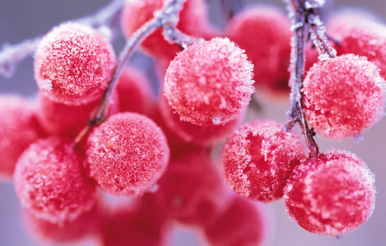 Photo wallpaper frost, frost, Kalina.berries