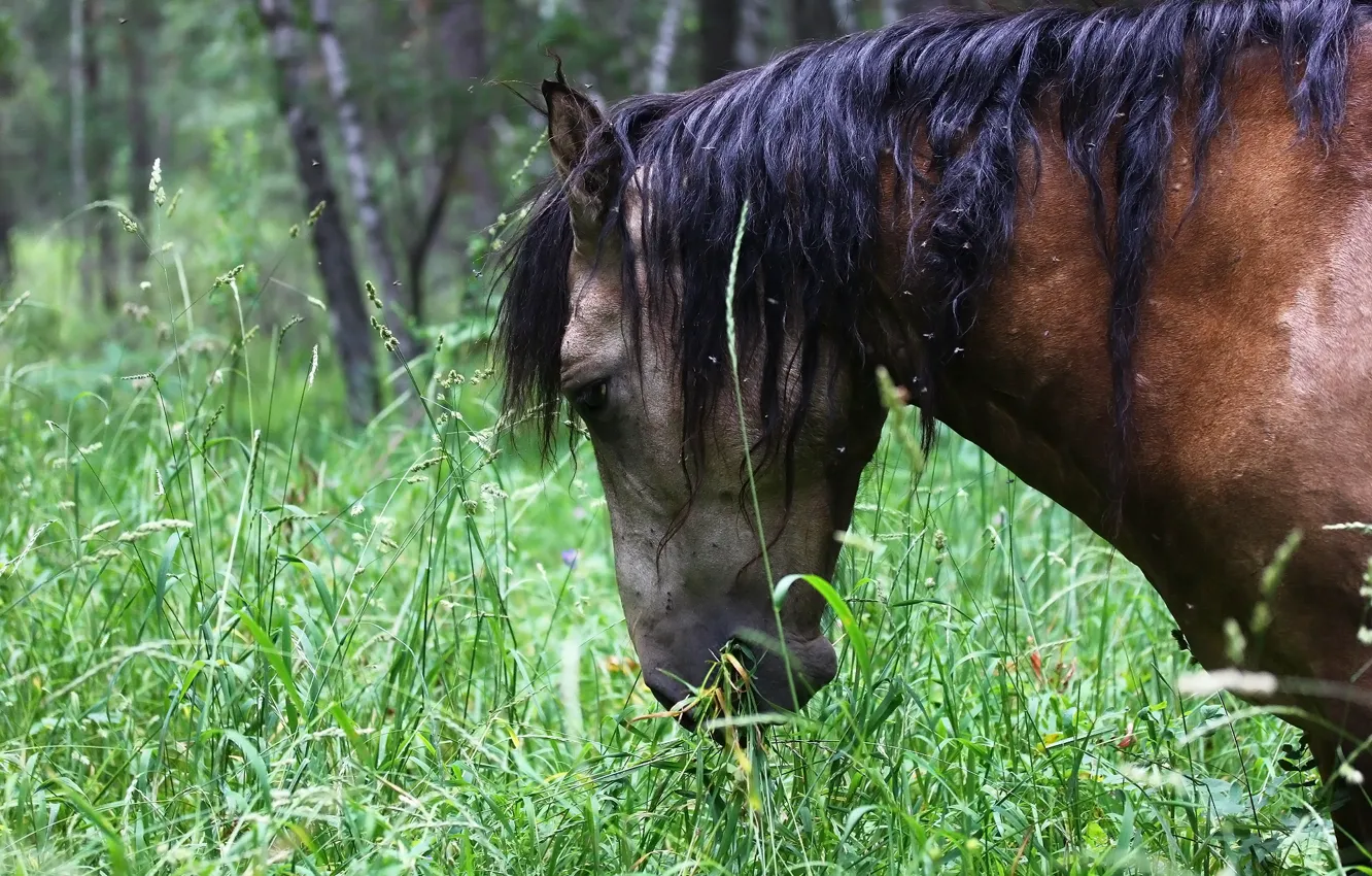 Photo wallpaper horse, horse, weed