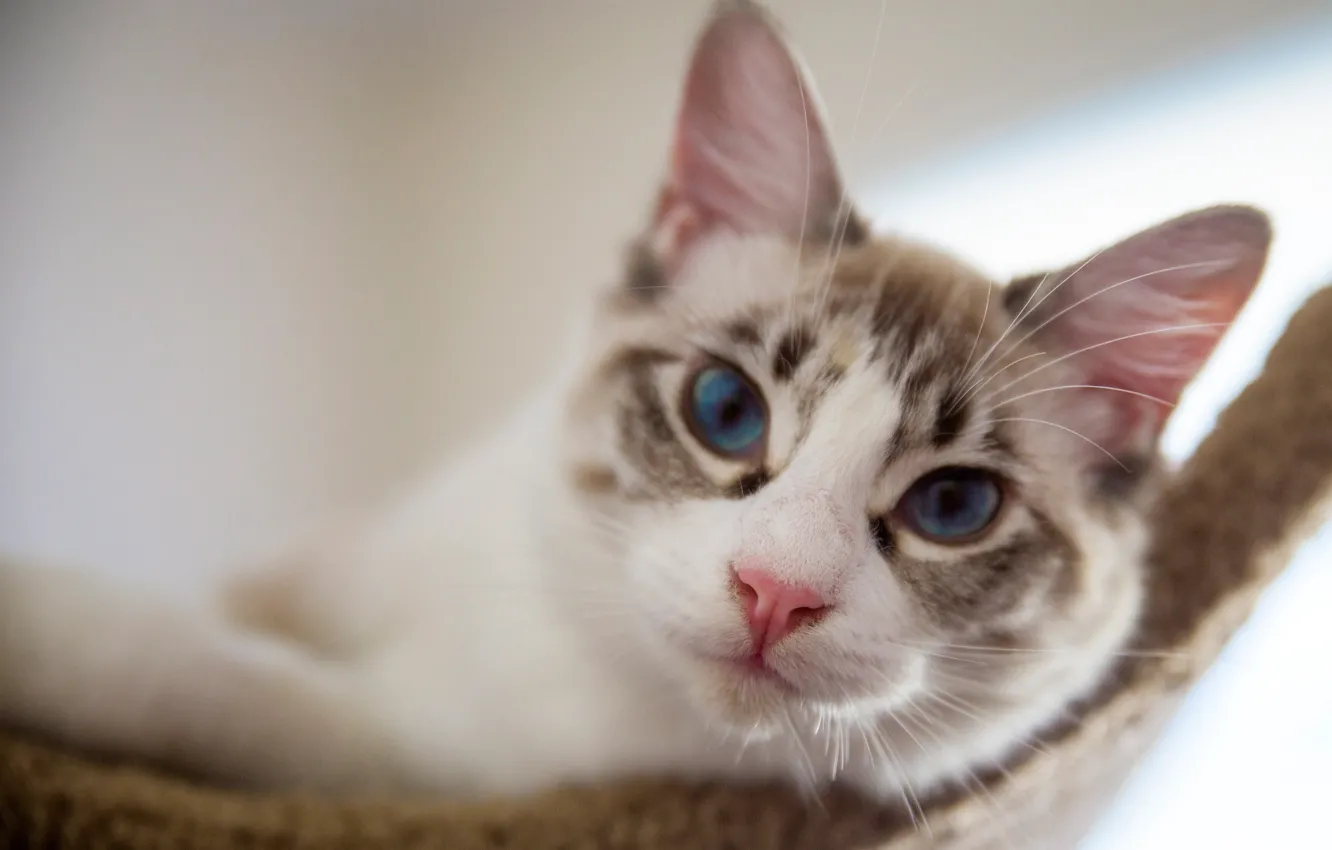 Photo wallpaper cat, look, muzzle