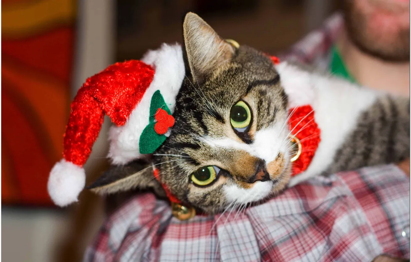 Photo wallpaper cat, lying, Christmas