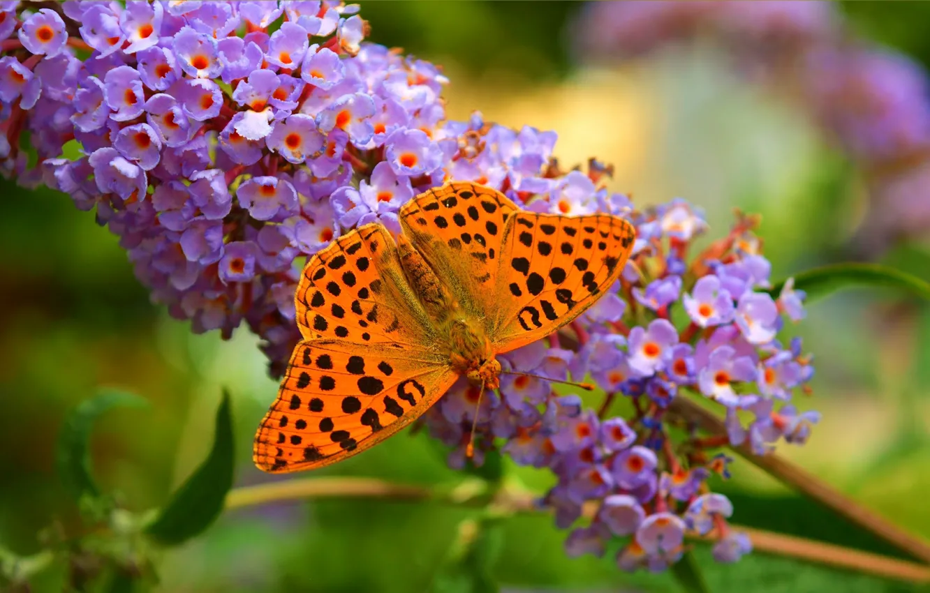 Photo wallpaper macro, butterfly, flowers, butterfly, flowers, macro