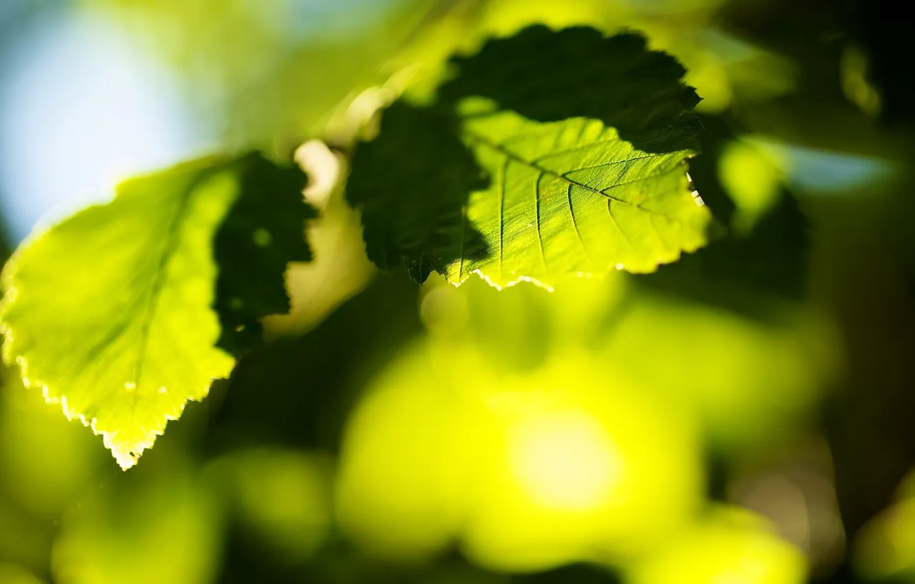 Photo wallpaper leaves, the sun, macro, trees, green, background, green, widescreen