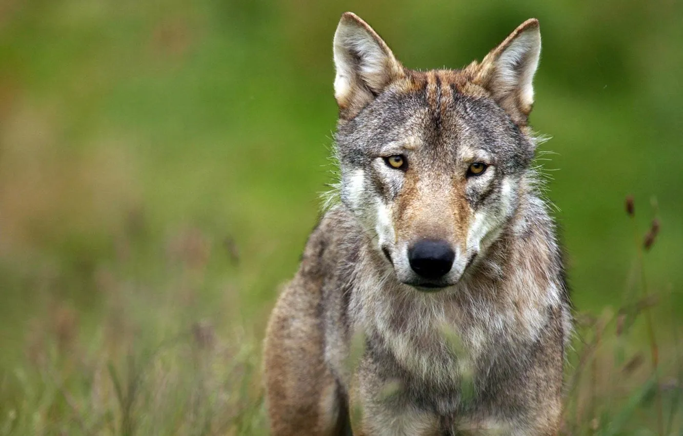 Photo wallpaper Predator, nature, animal, wolf, wildlife, portrait, portrait., Canis lupus. face