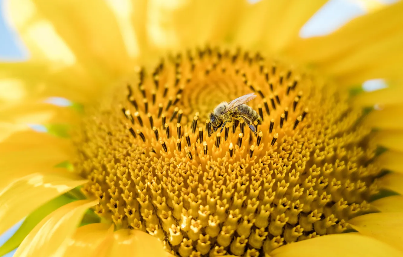Photo wallpaper macro, sunflowers, flowers, yellow, bee, petals