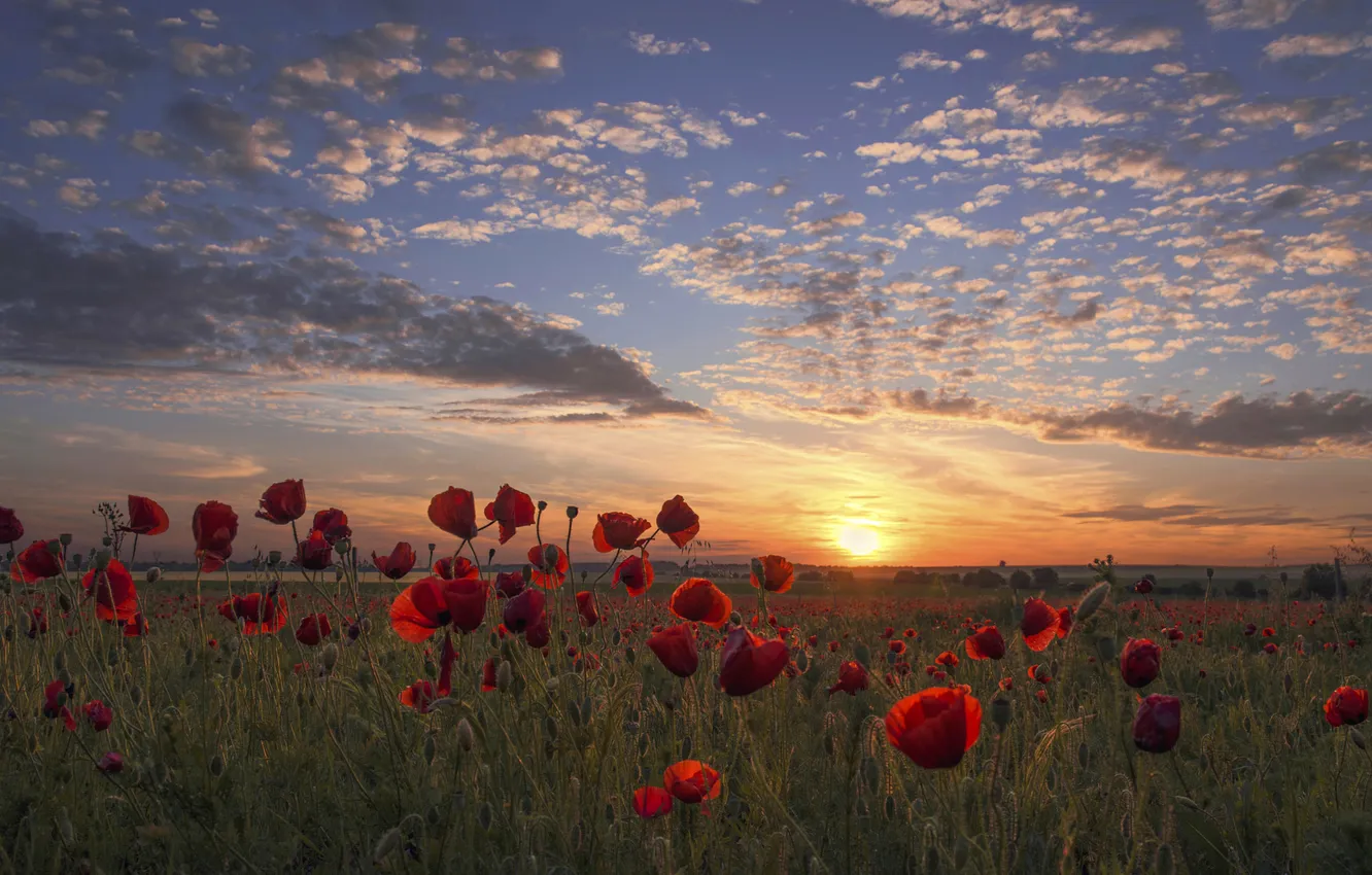 Photo wallpaper field, summer, the sky, flowers, nature, view, Maki, dal