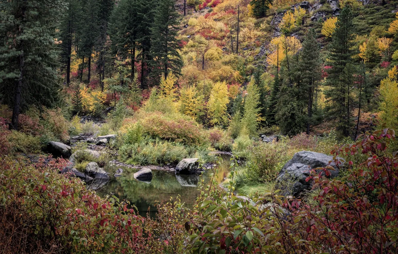 Photo wallpaper autumn, water, nature, puddle