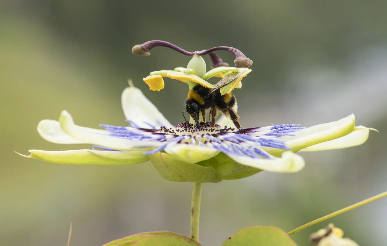 Photo wallpaper flower, insect, bumblebee, passionflower