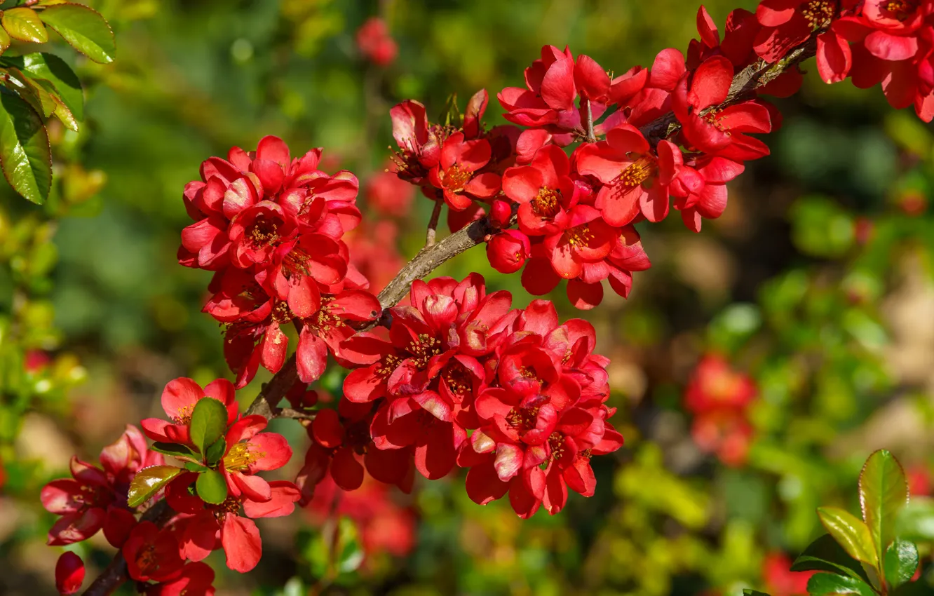 Photo wallpaper flowers, branches, red, bright, spring, flowering, a lot, quince