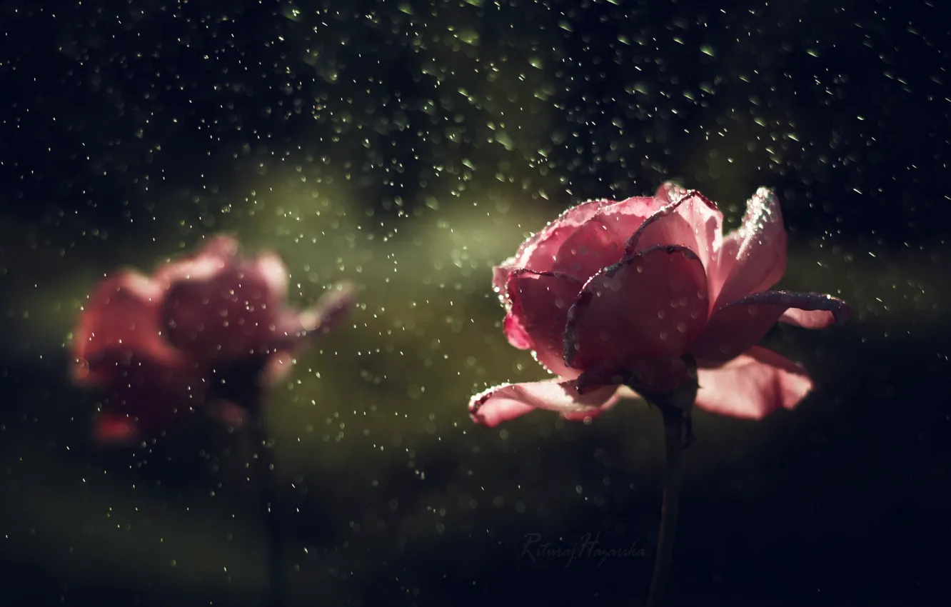 Photo wallpaper drops, flowers, rain, roses
