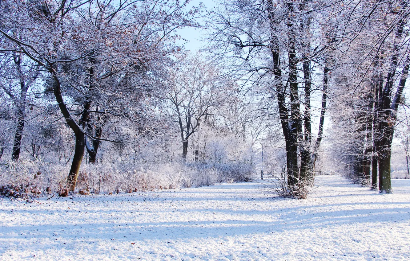 Photo wallpaper forest, park, winter, snow