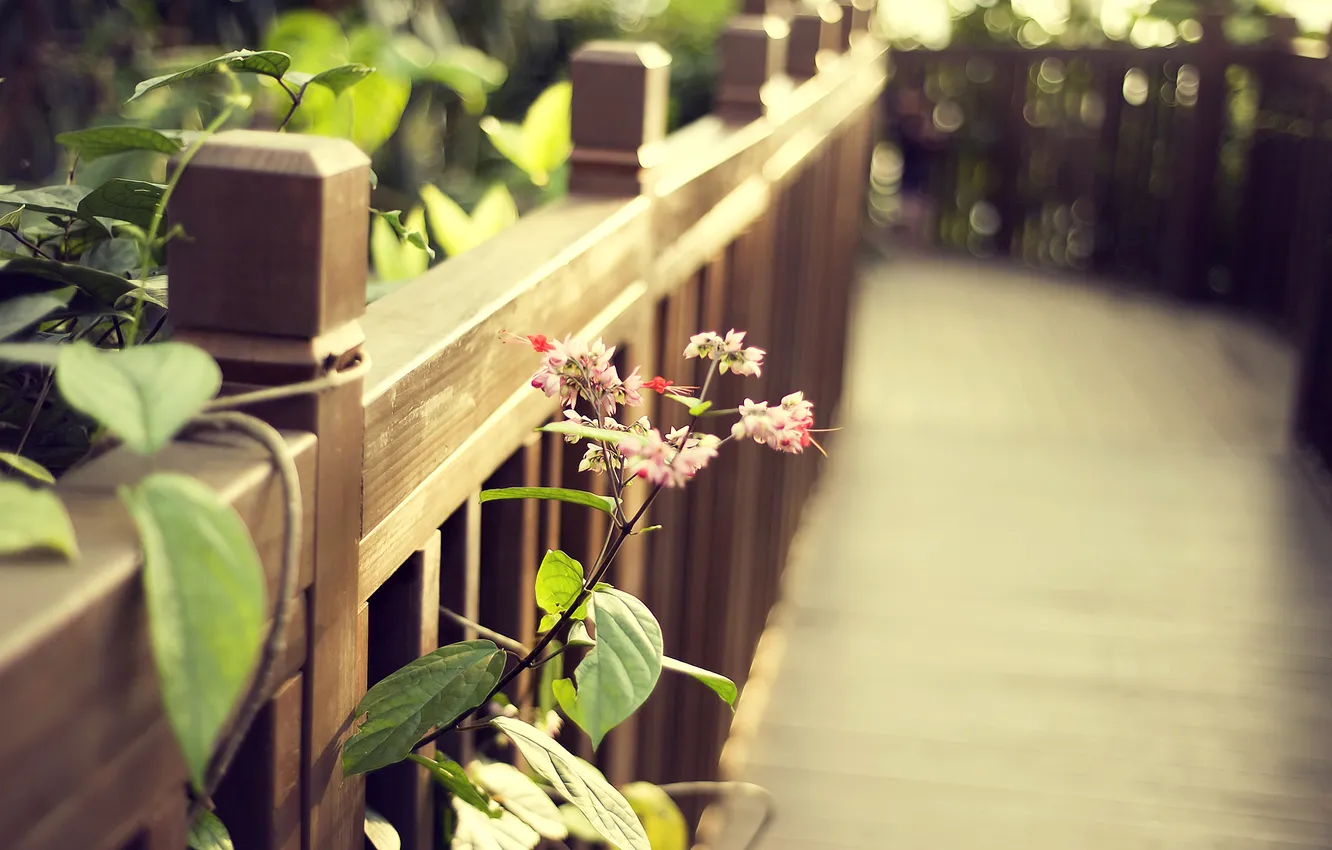 Photo wallpaper flower, leaves, the fence, track, railings, wooden, the bushes, flowers