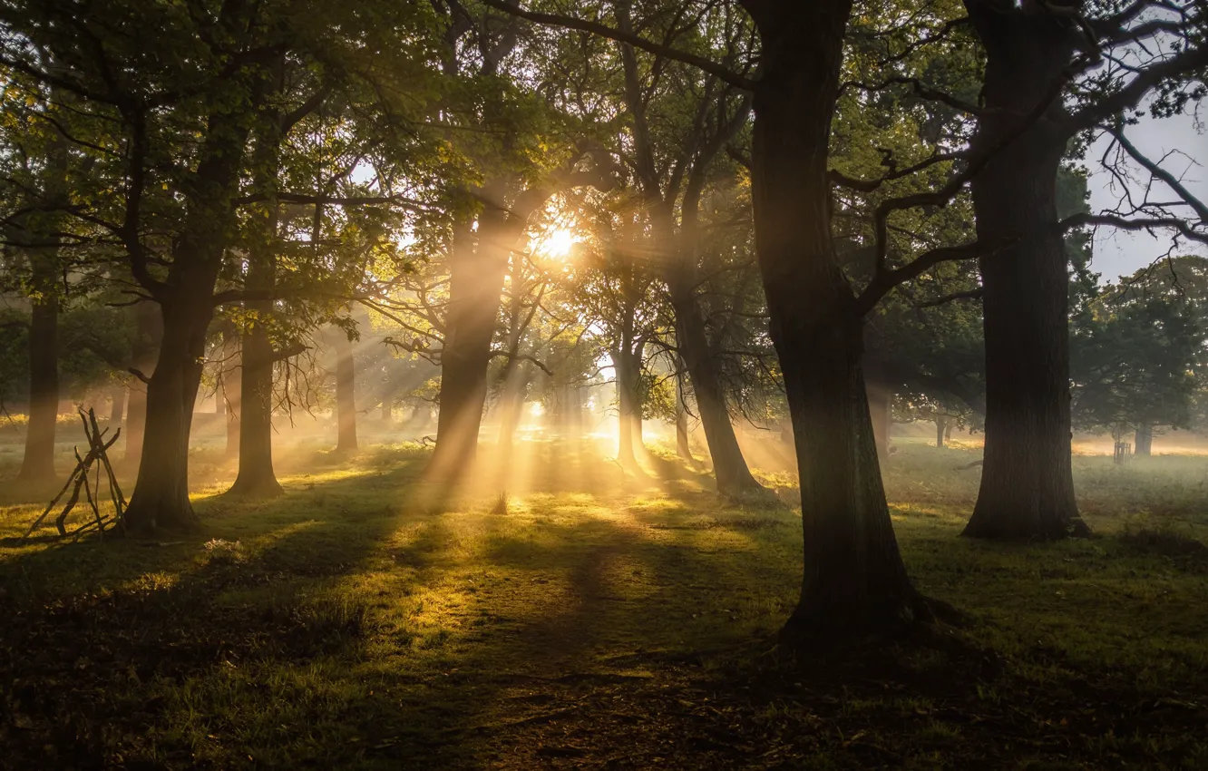 Photo wallpaper forest, grass, leaves, the sun, trees, branches, nature, the sun's rays