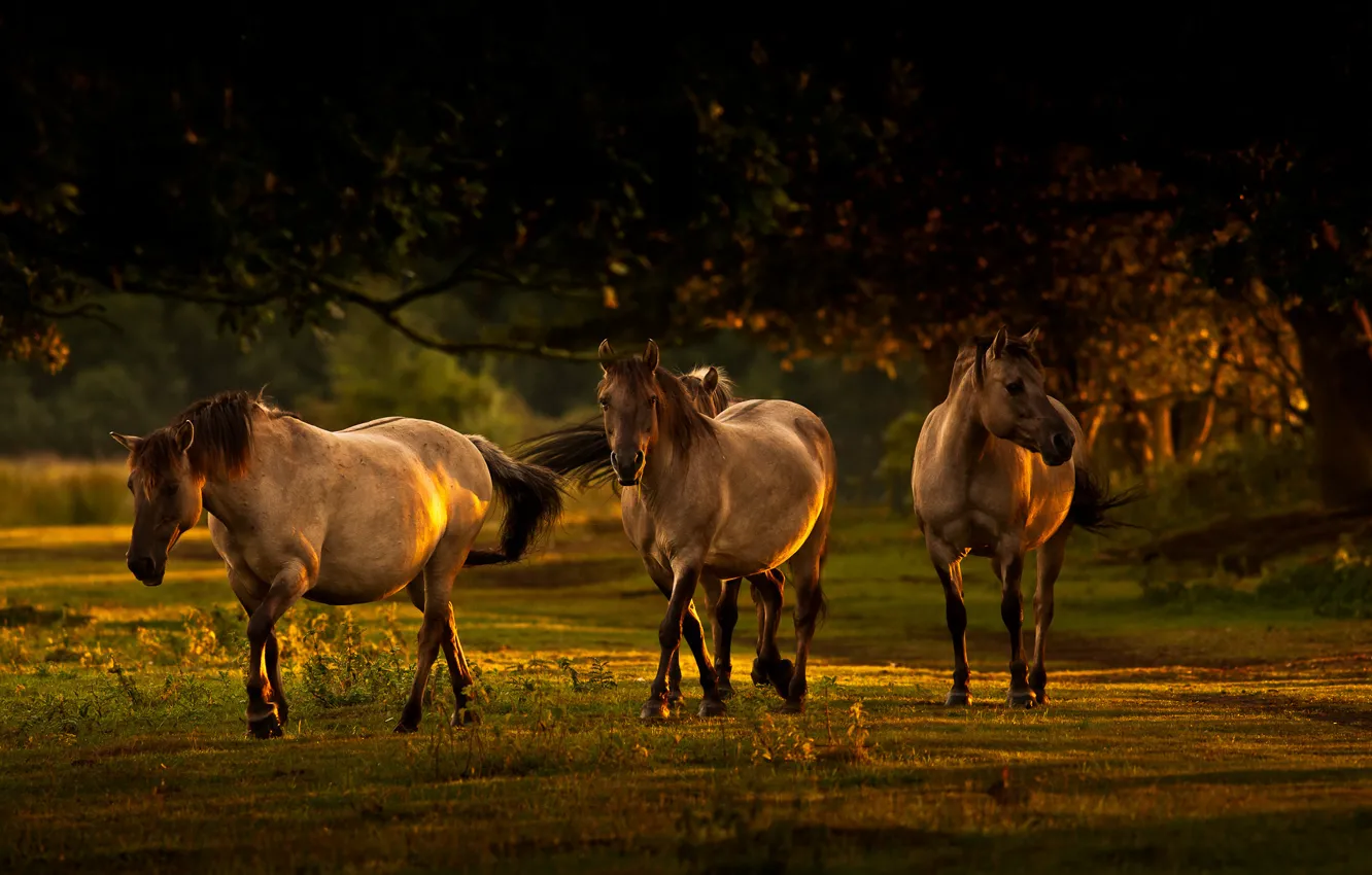 Photo wallpaper summer, trees, branches, horses