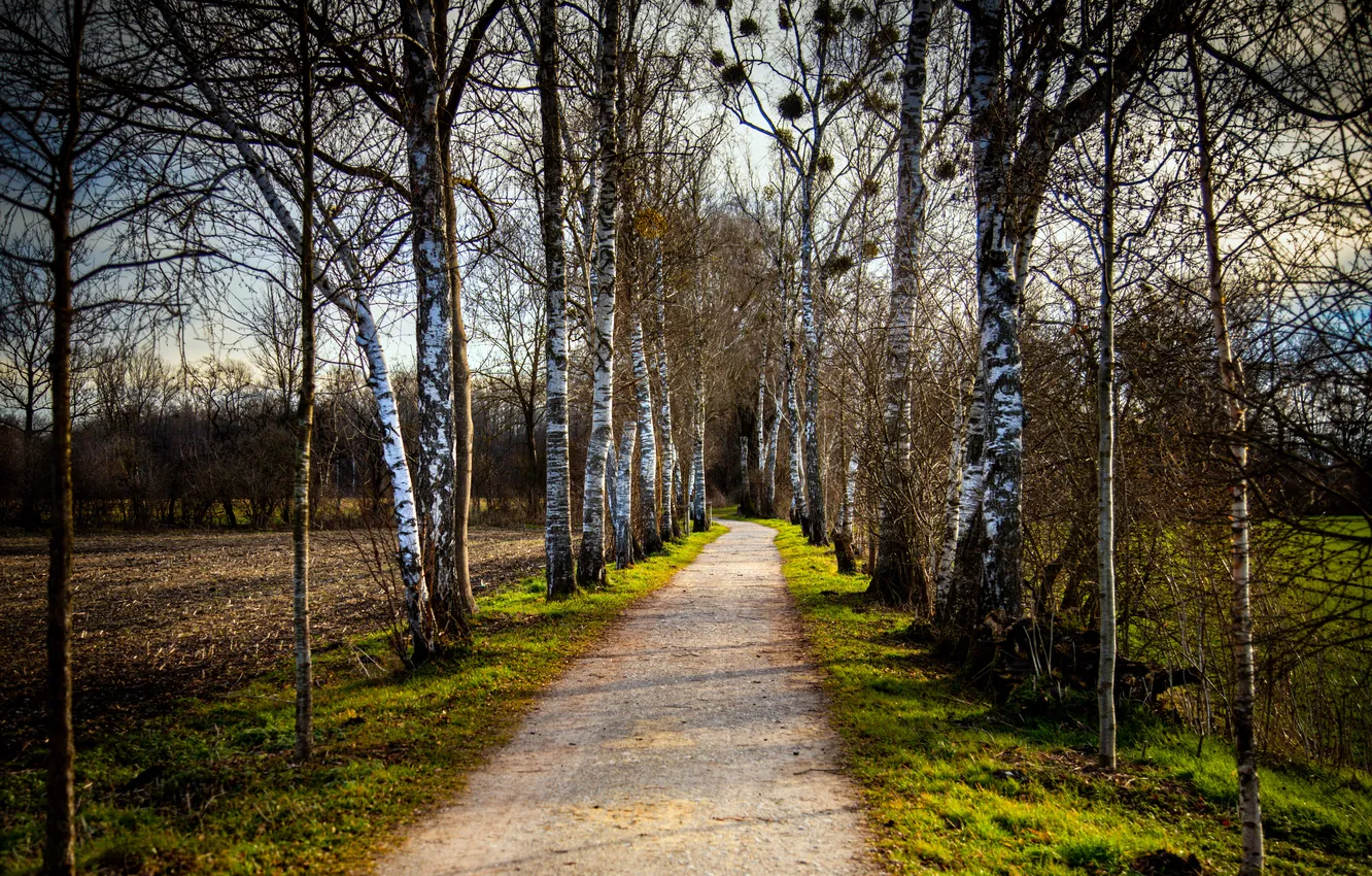 Photo wallpaper road, summer, birch