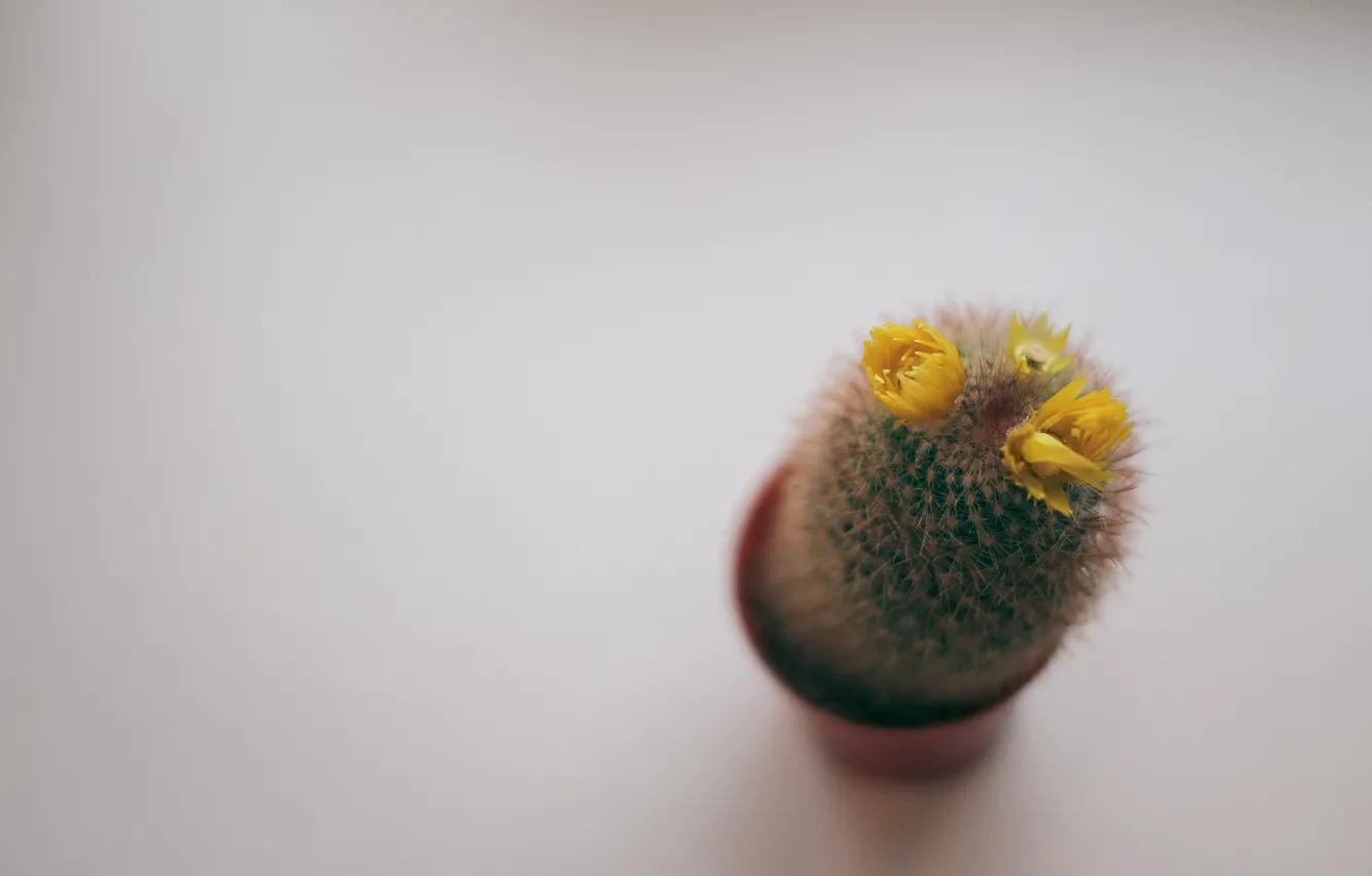 Photo wallpaper flower, needles, plant, cactus, barb