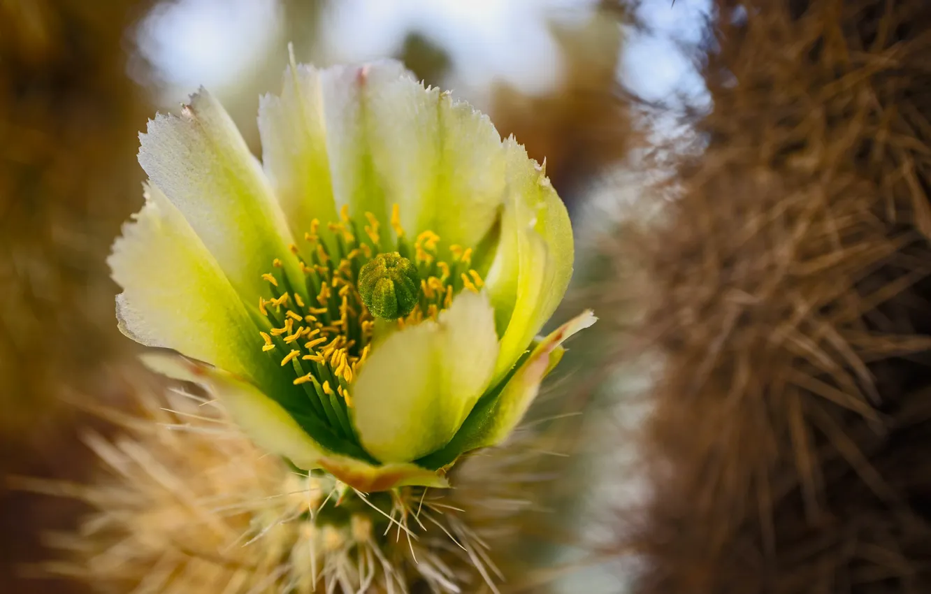 Photo wallpaper flower, nature, cactus, Lepestki