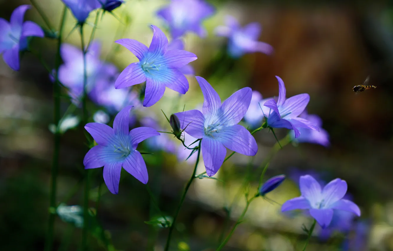 Photo wallpaper flowers, bee, bells
