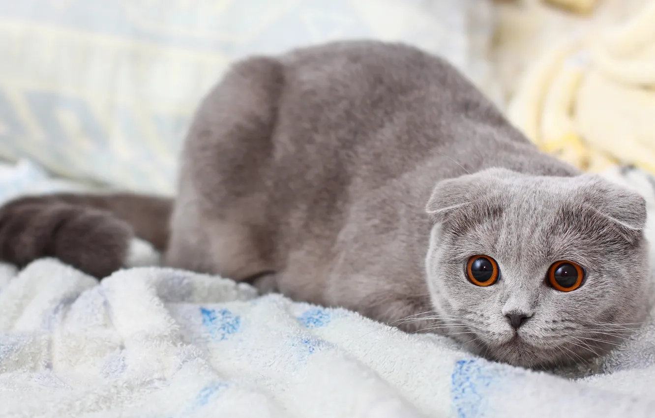 Photo wallpaper cat, cat, grey, Koshak, pussy, Kote, shotlandskaya fold