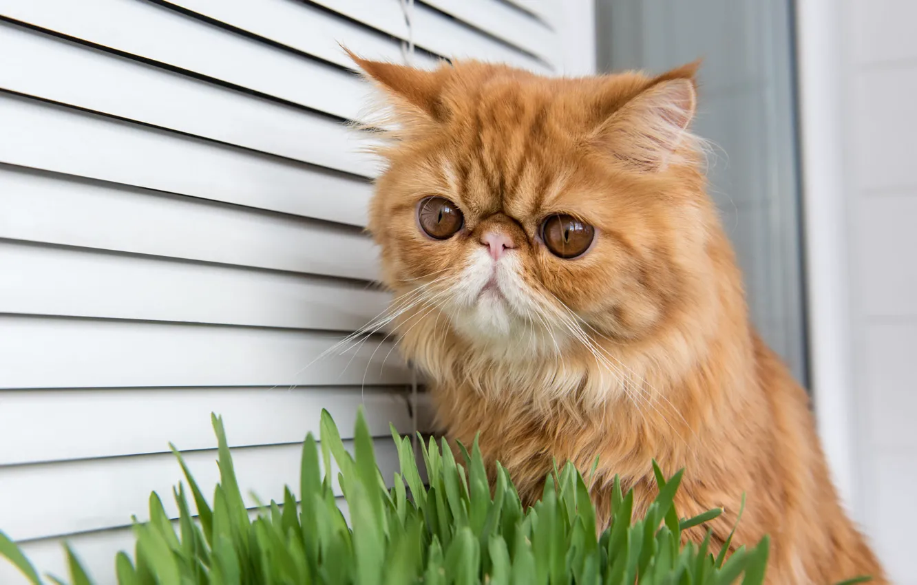Photo wallpaper cat, grass, cat, look, wall, portrait, window, red