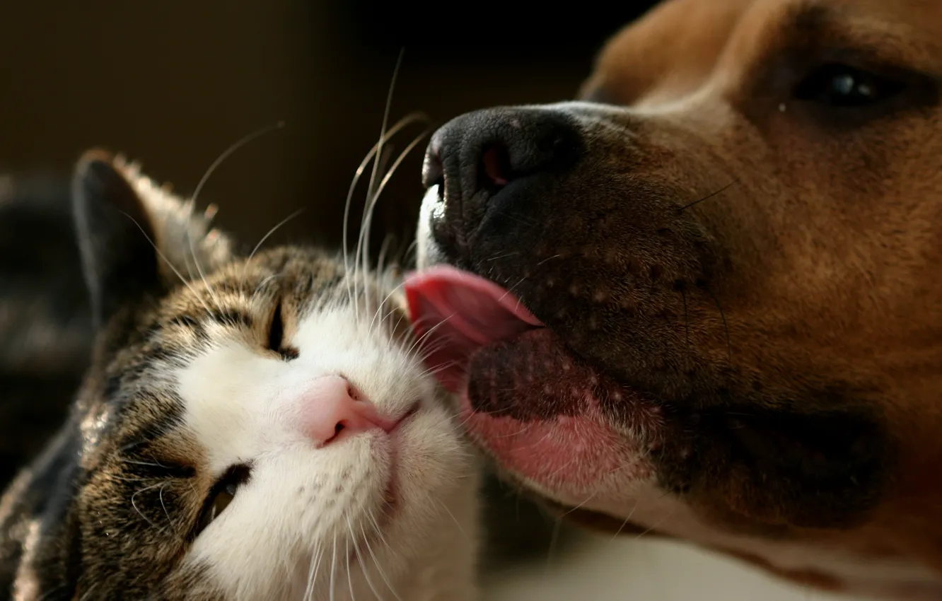 Photo wallpaper cat, dog, friendship, washing