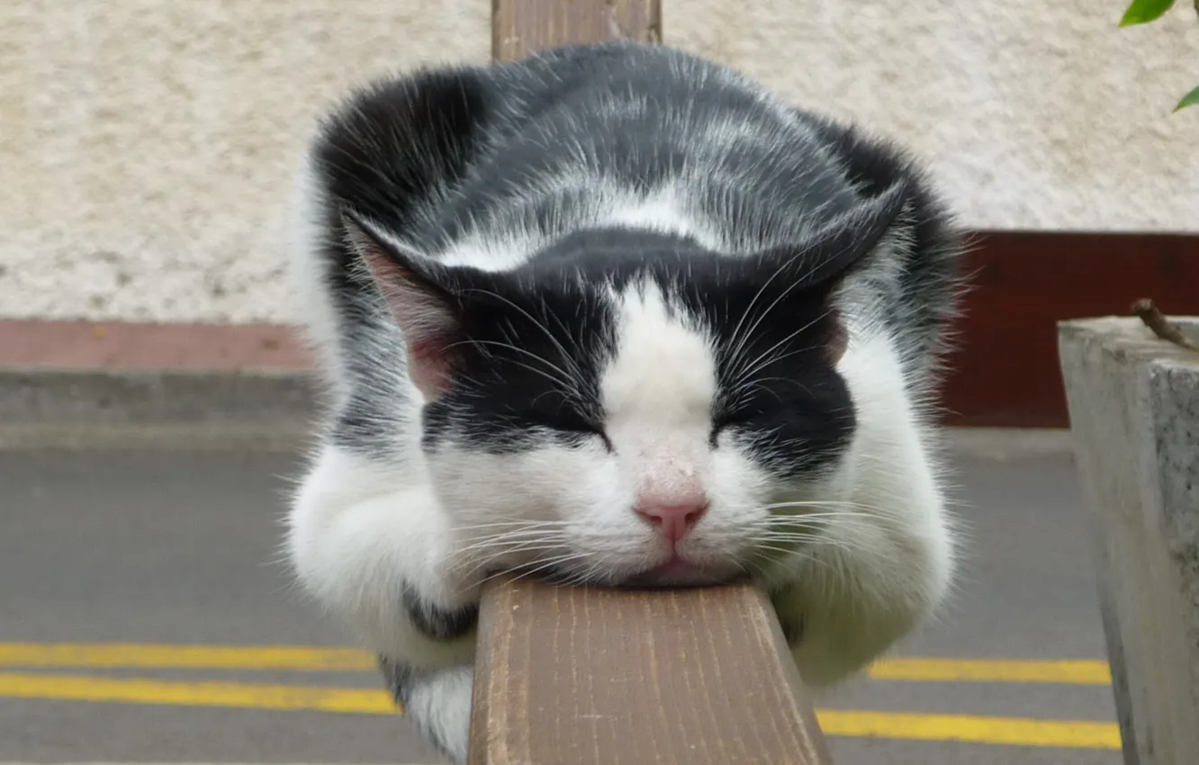 Photo wallpaper cat, stay, the fence, sleep